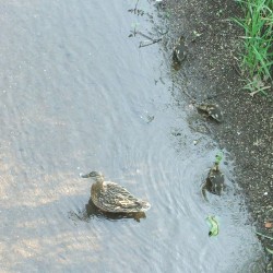 忍野八海