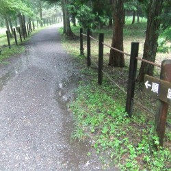 こだぬき湿原