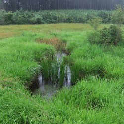 小田貫湿原