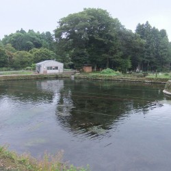 富士養鱒場