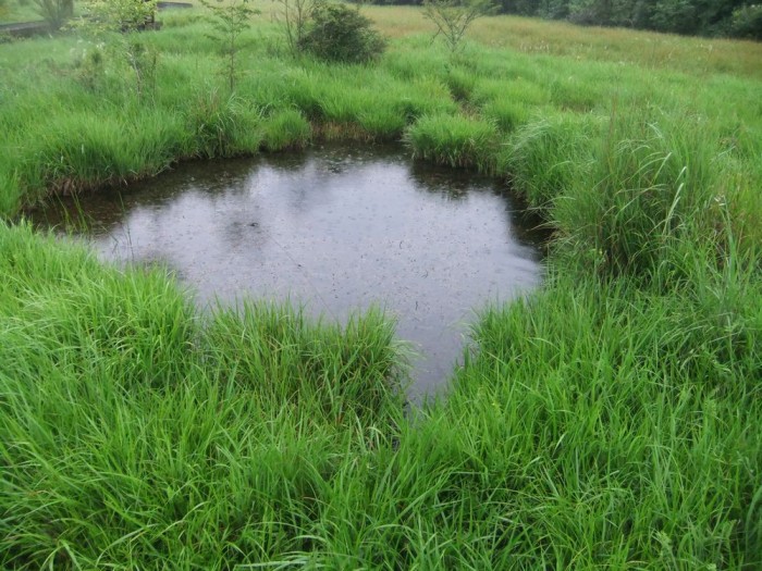 小田貫湿原