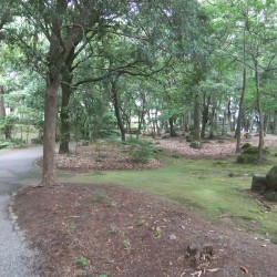 中央公園