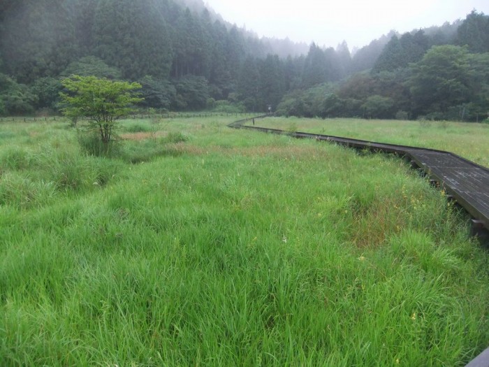 小田貫湿原