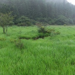 小田貫湿原