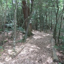 コウモリ穴