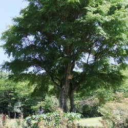 「野鳥の森公園」