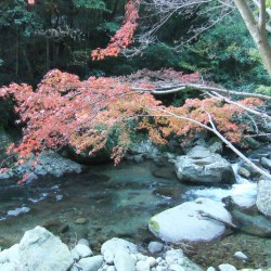 「河津七滝」の紅葉