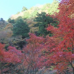 梅が島