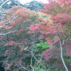 「河津七滝」の紅葉