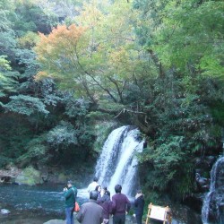 「河津七滝」の紅葉