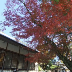 修善寺