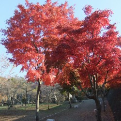 富士吉田市歴史民族博物館