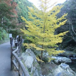 「河津七滝」の紅葉