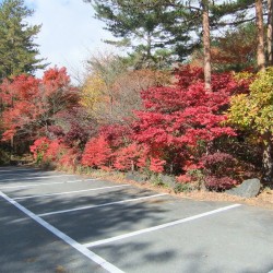 西湖コウモリ穴