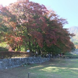 もみじ回廊