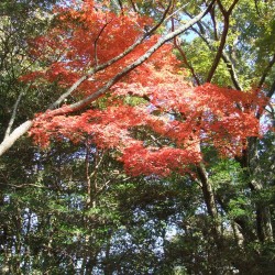 修善寺自然公園