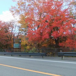 歴史民族博物館西側の紅葉