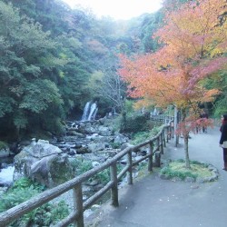 「河津七滝」の紅葉