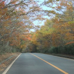 青木が原紅葉