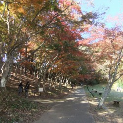 修善寺自然公園