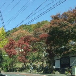 「修善寺自然公園」