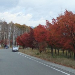 紅葉回廊