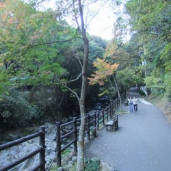 「河津七滝」の紅葉