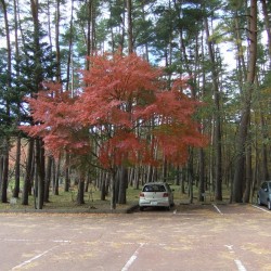  園内の設備と紅葉