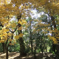 修善寺自然公園