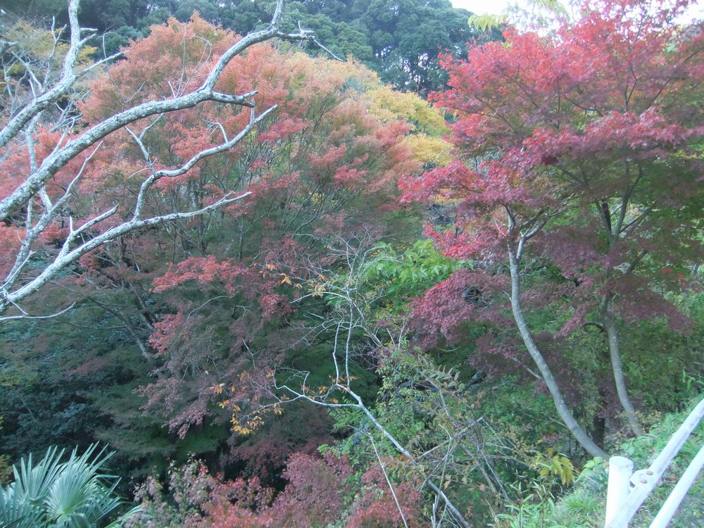 １１月中旬ではまだ早い 河津七滝 の紅葉と見頃