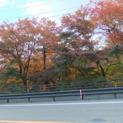 歴史民族博物館西側の紅葉