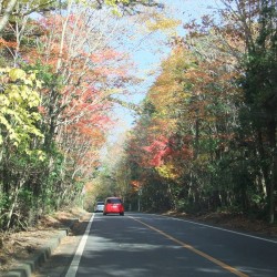 青木が原紅葉