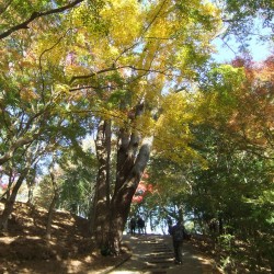 修善寺自然公園