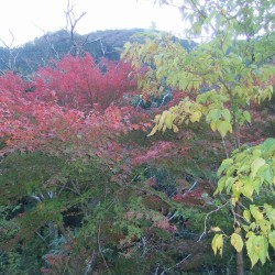 「河津七滝」の紅葉