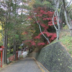 山道の紅葉