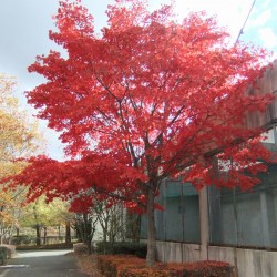 富士北麓公園