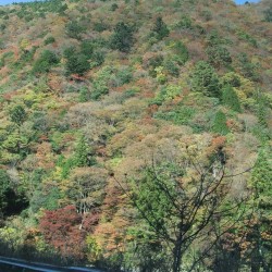 梅が島