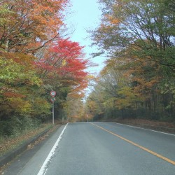 青木が原紅葉