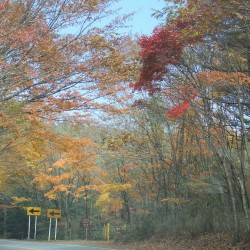 青木が原紅葉