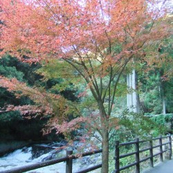 「河津七滝」の紅葉