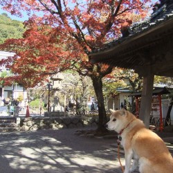 修善寺