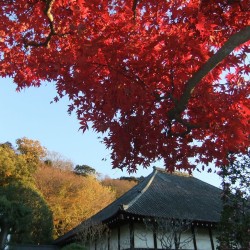 玉澤妙法華寺