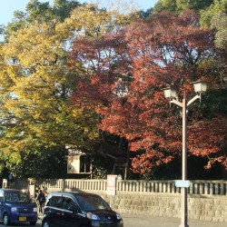 三嶋大社の境内