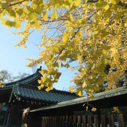 「三嶋大社」の紅葉