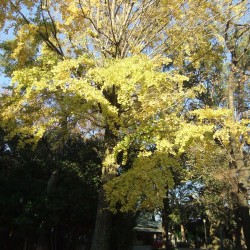 「三嶋大社」の紅葉