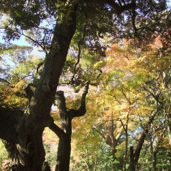 かぬきやま・三島・紅葉 345