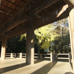 「三嶋大社」の紅葉