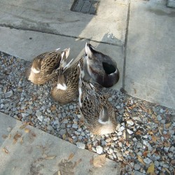 小さな遊園地と動物ふれあいコーナー