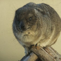 小さな遊園地と動物ふれあいコーナー