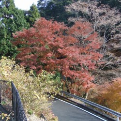 渓谷沿いに整備された道で、周囲は紅葉だらけ・・・